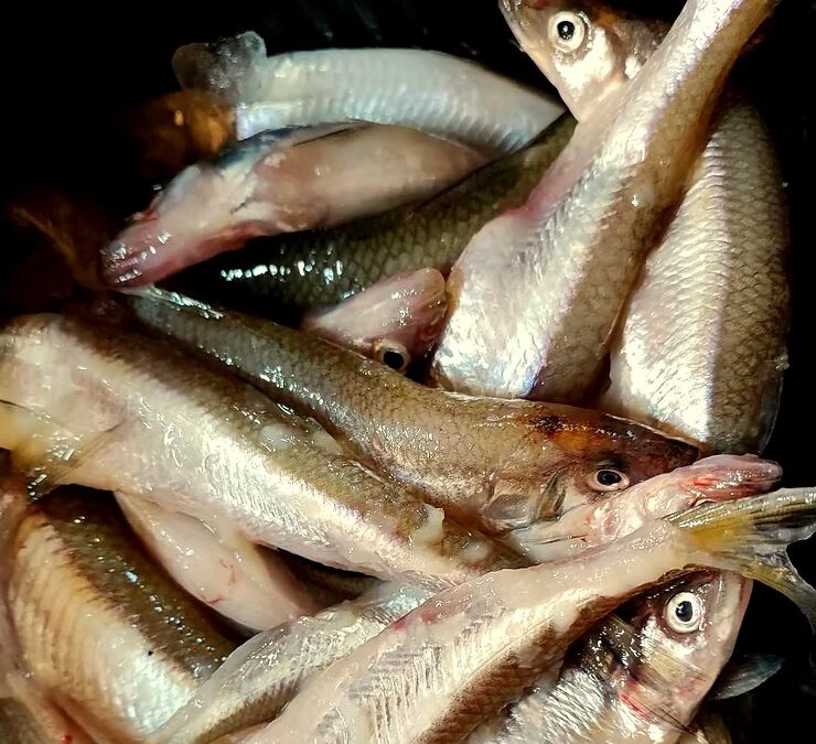 Stynka smażona, polska ryba i trochę zapomniany comfort food.