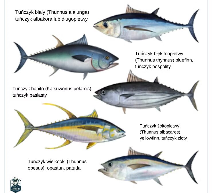 Tuńczyk i jego rodzaje – jak się w nich odnaleźć.