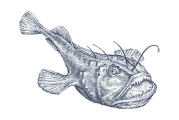 Żabnica / Monfish