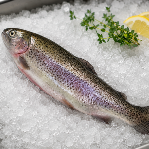 Pstrąg tęczowy świeży – patroszony 1kg (~3 sztuki)