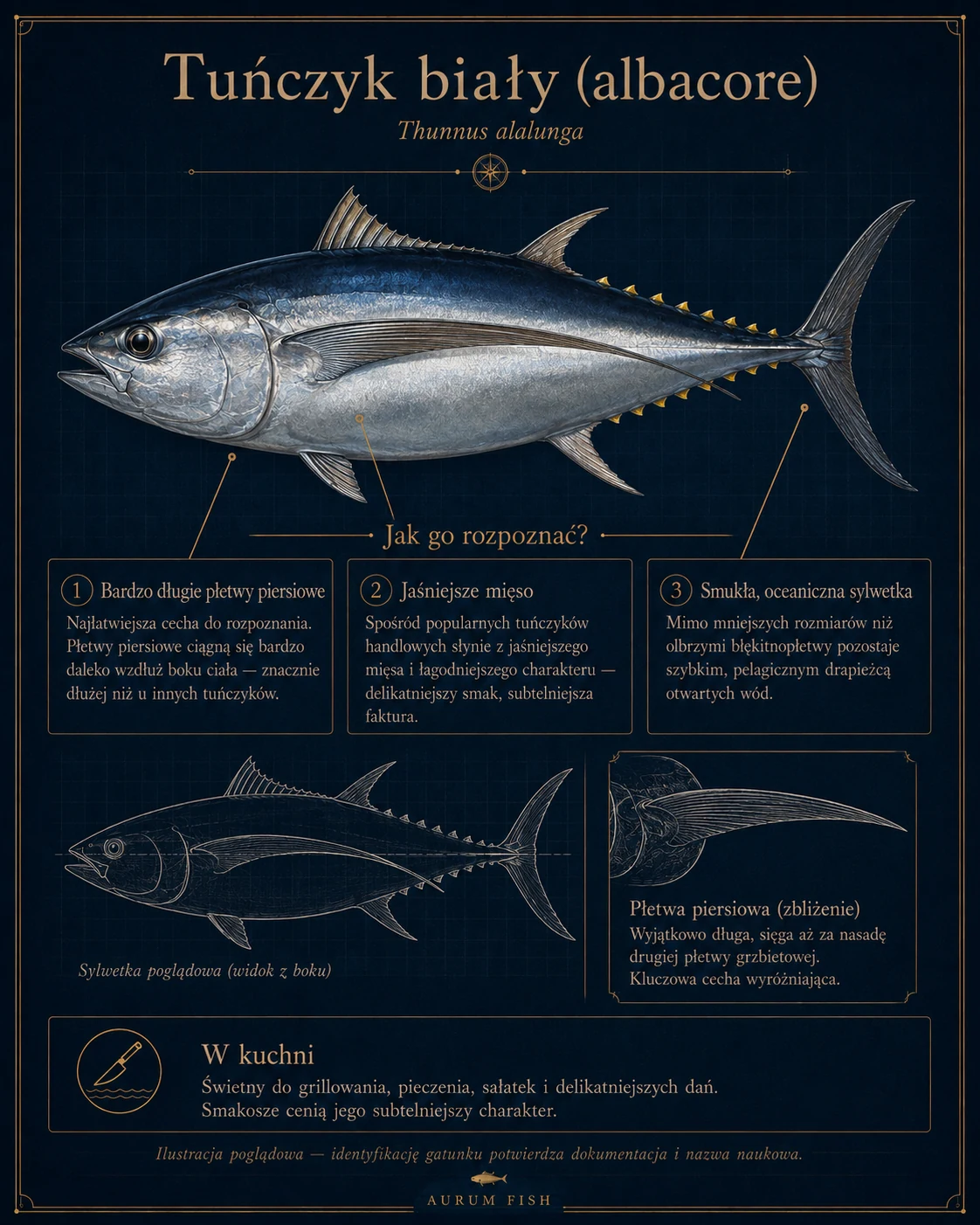 Tuńczyk biały Thunnus alalunga, czyli albacore — długa płetwa piersiowa i cechy gatunku