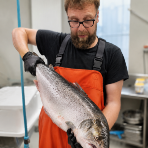Troć bałtycka - ryba sezonowa, patroszona rozmiar ~3-5kg (169zł za kg)