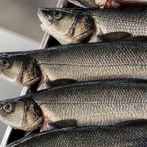 labraks seabass okoń morski aurum fish