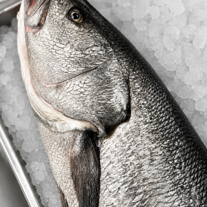 kulbin, orłoryb, corvina stek