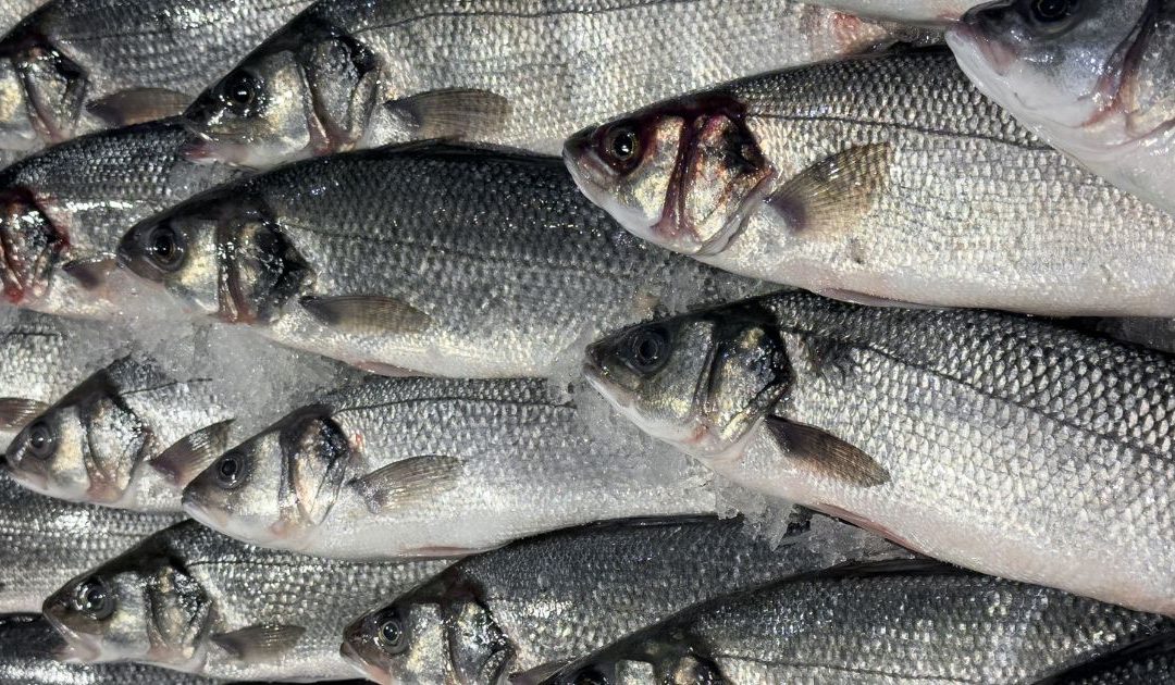 Labraks europejski ike-jime Dicentrarchus labrax świeża ryba Aurum Fish