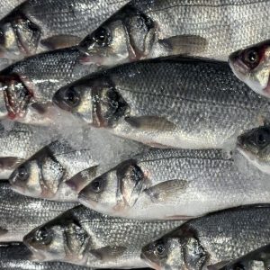 Labraks europejski ike-jime Dicentrarchus labrax świeża ryba Aurum Fish