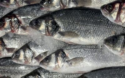 Labraks ike-jime — japońska metoda i mięso klasy sushi | Atlas Smaków Aurum Fish