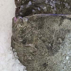 Turbot patroszony cała ryba ~1800g