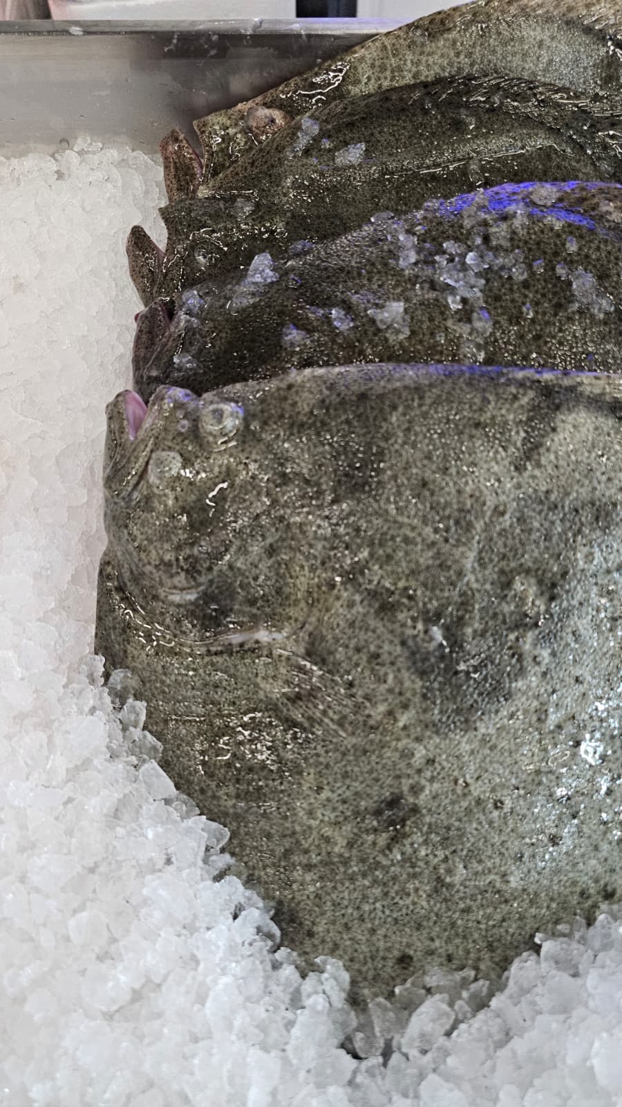Turbot patroszony cała ryba ~1800g