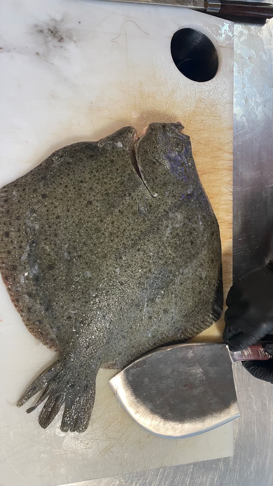 turbot patroszony cała ryba 1,5-2kg