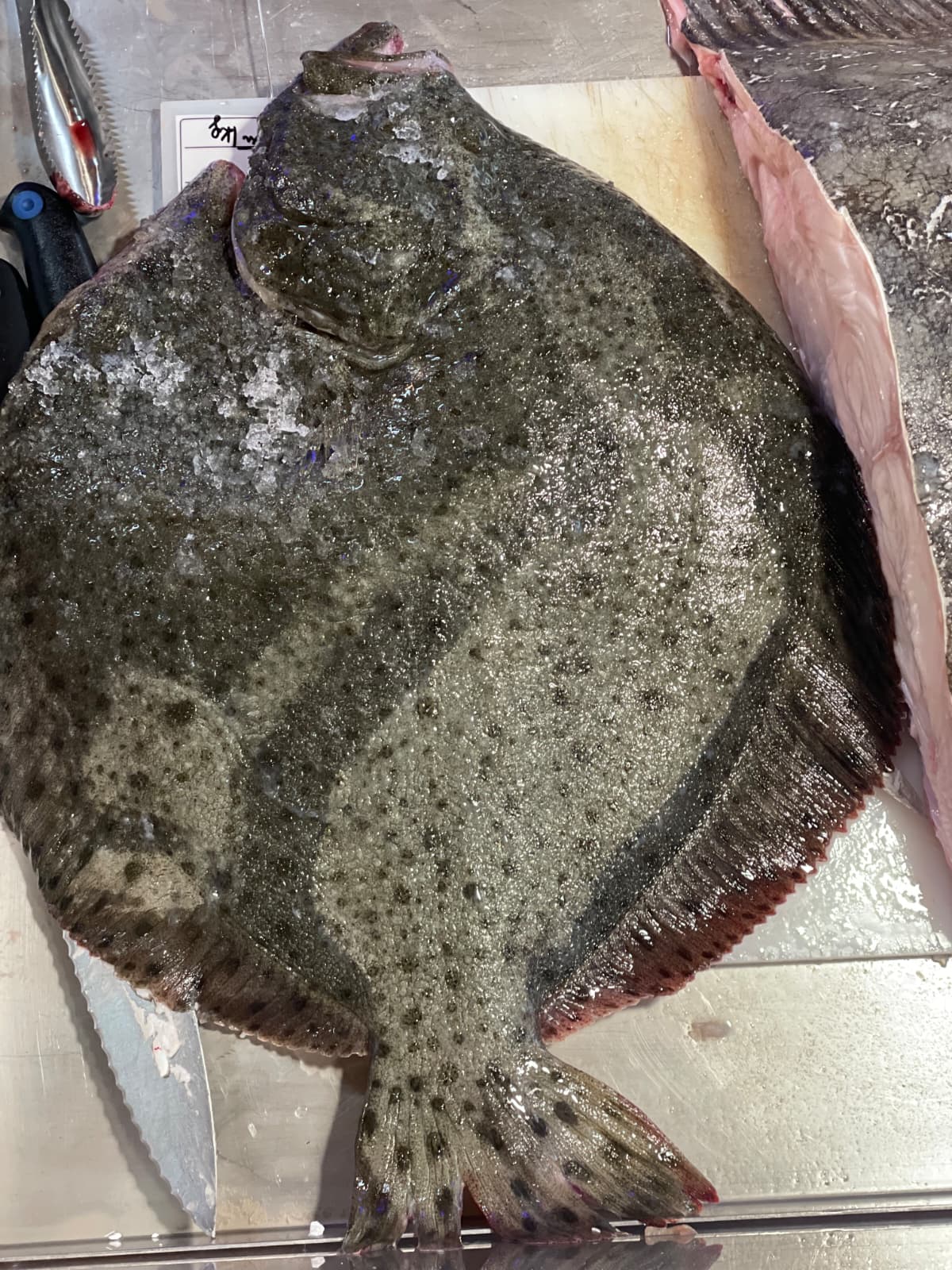 Turbot patroszony cała ryba ~1800g - obrazek 3