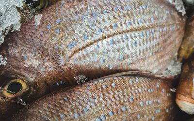 Madai — japońska dorada celebracji – do sushi, pieczenia i wędzenia | Atlas Smaków Aurum Fish