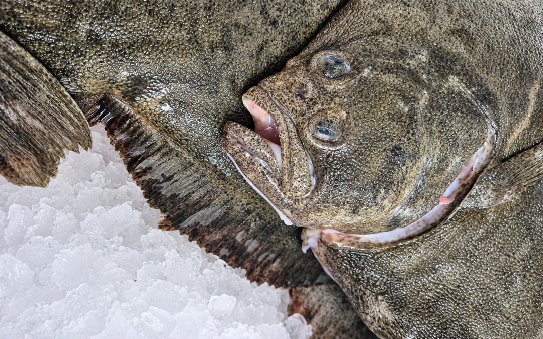 Turbot — ryba, której nie powinno się od razu zamieniać w filet